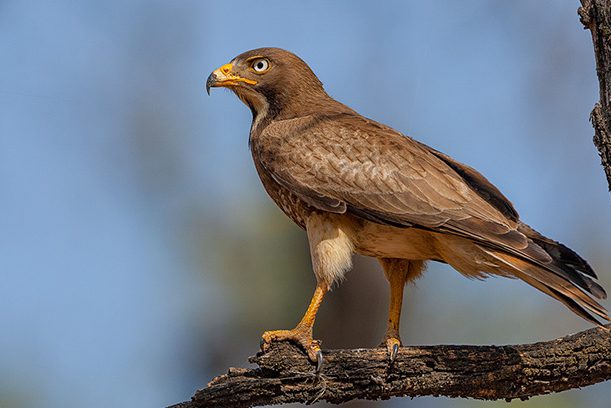 White-eyed-Buzzard_0035
