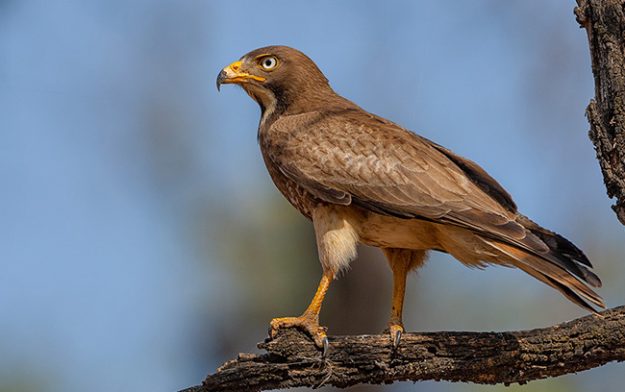 White-eyed-Buzzard_0035