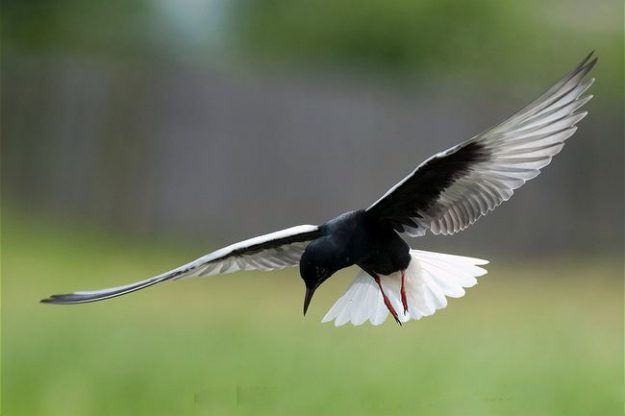 ARKive image GES085965 – White-winged tern