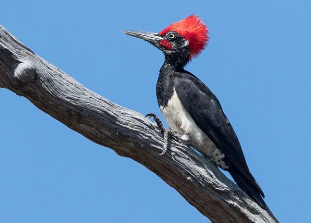 White_bellied_Woodpecker_for_web