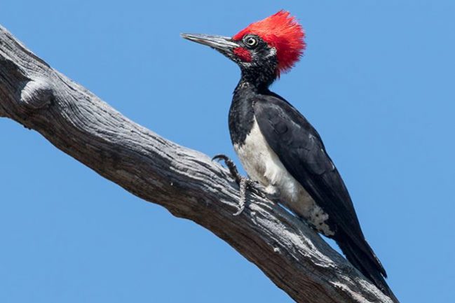 White_bellied_Woodpecker_for_web