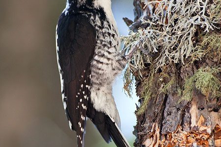 american-three-toed-woodpecker