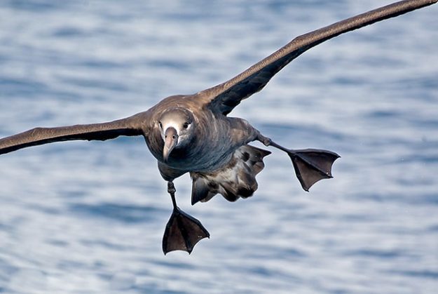 black_footed_albatross19