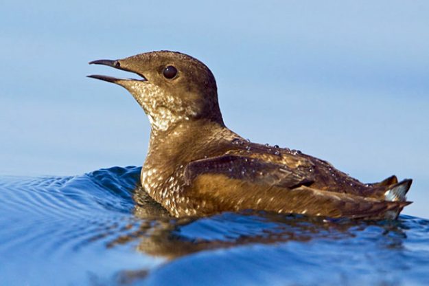 Marbled Murrelet (Brachyramphus perdix)