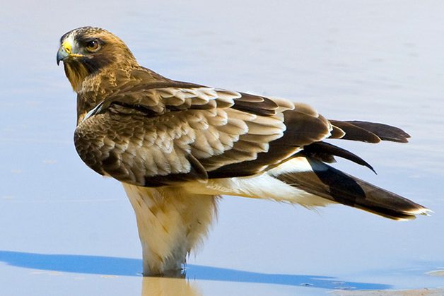 booted_eagle_CVR1256_kgalagadi_south_africac_v_rooyen1