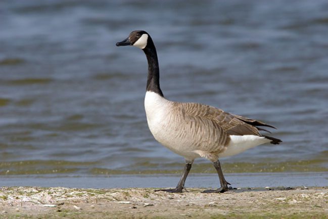 canada-goose-39058