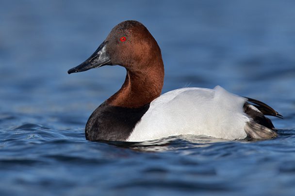 Canvasback