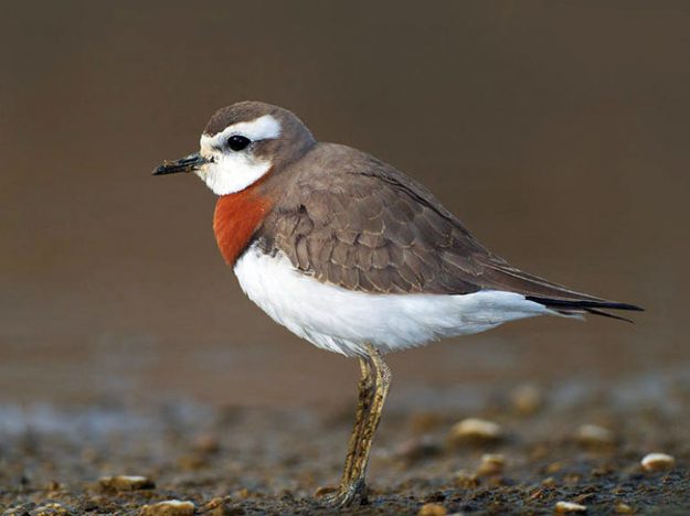 caspian-plover-breeding-plumage-sha