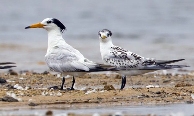chinese-crested-tern_qingdao-19-aug-2016-by_yu-tao
