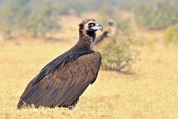 cinereous_vulture_9733a (1)