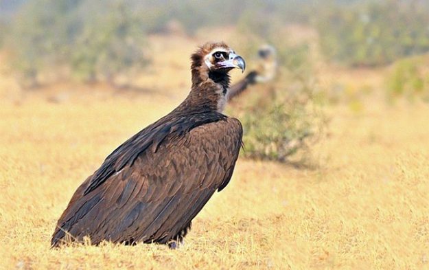 cinereous_vulture_9733a (1)