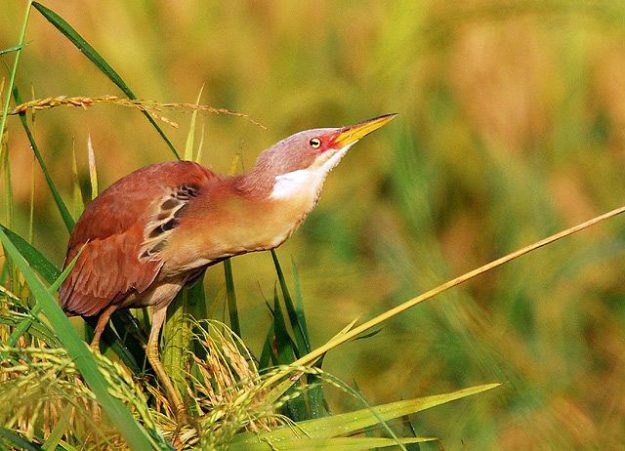 cinnamon_bittern_0224b_cwm
