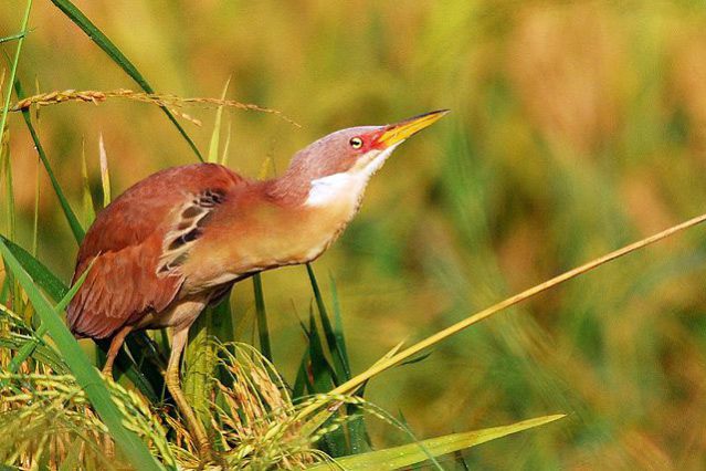 cinnamon_bittern_0224b_cwm