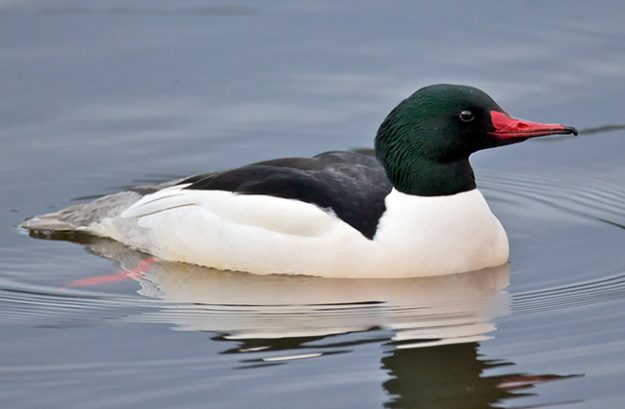 come_m_with_fish_gth1