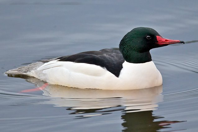 come_m_with_fish_gth1