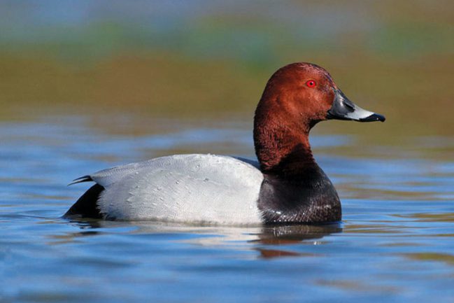 Moriglione; Pochard; Aythya ferina