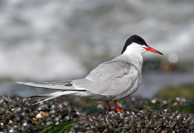 common-tern-154623