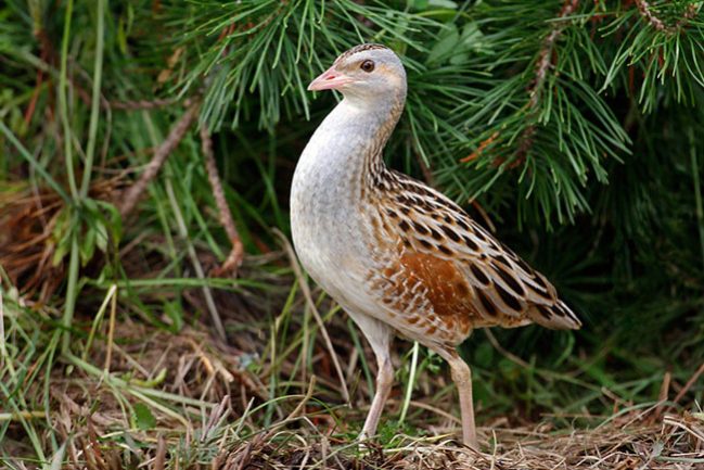 corn-crake-130353