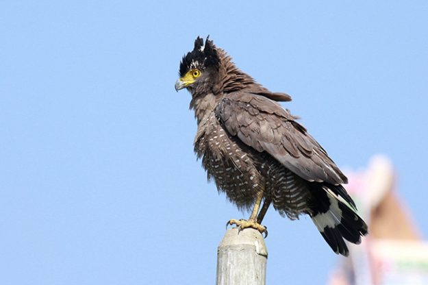 crested-serpent-eagle2