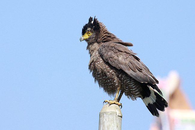 crested-serpent-eagle2