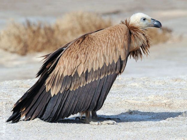 eurasian-griffon-vulture-gha (1)