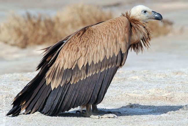 eurasian-griffon-vulture-gha (1)