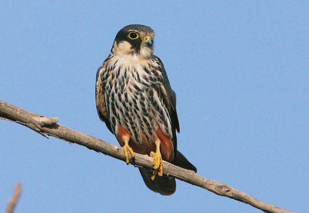 eurasian-hobby-mk