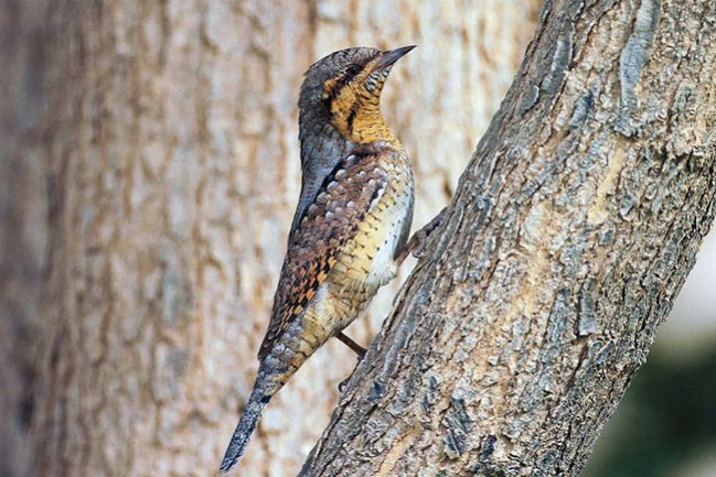 eurasian-wryneck-cc