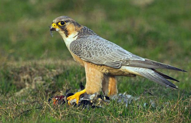 falconbarbarydhanaurikalan20150128_e2g3505a