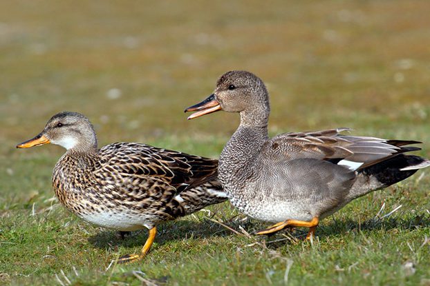gadwall-154952