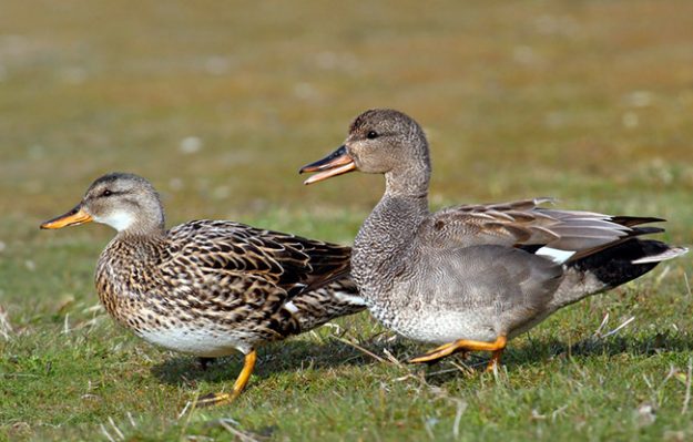gadwall-154952