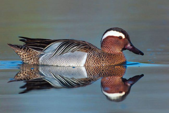 Marzaiola; Garganey; Anas querquedula