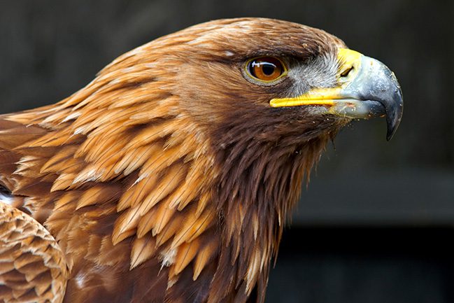 Golden Eagle Side Portrait against a black background