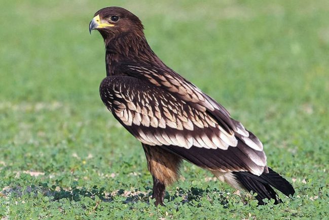 greater-spotted-eagle-immature-pf