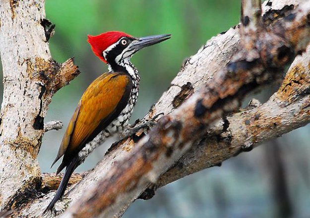 greater_flameback_0229b_copy