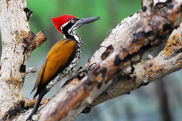 greater_flameback_0229b_copy