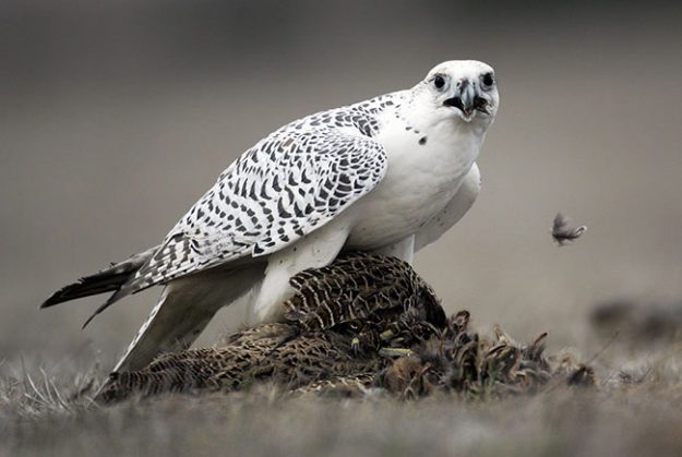 gyrfalcon