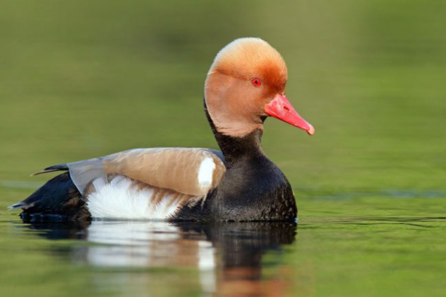image–Jan_Wegener_kolbenente_netta_pochard_red-crested_rufina