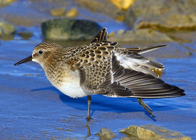 juvenile-bairds-sandpiper-tony-beck