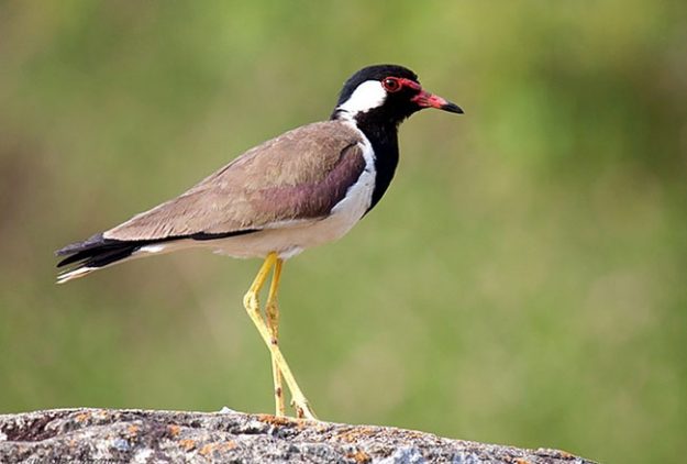 lapwing