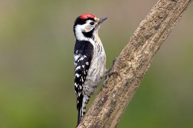 lesser-spotted-woodpecker-141524