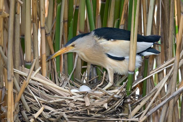 little-bittern-129569