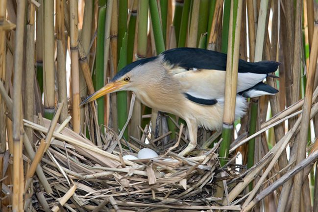 little-bittern-129569