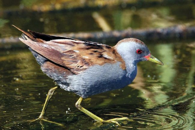 little-crake-male-pf