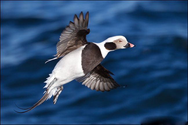 Long-Tailed Duck (drake) Banking