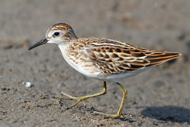 longtoed_stint03
