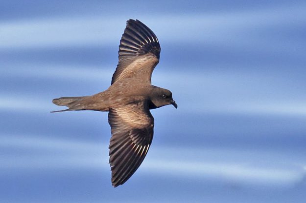 Matsudaira’s Storm-petrel
