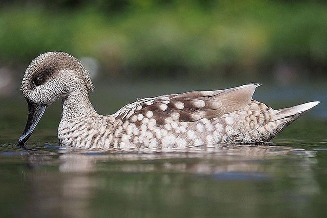 marbled-teal-58ad7be15f9b58a3c978bcf5