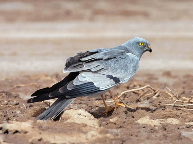 montagus-harrier-male-mk