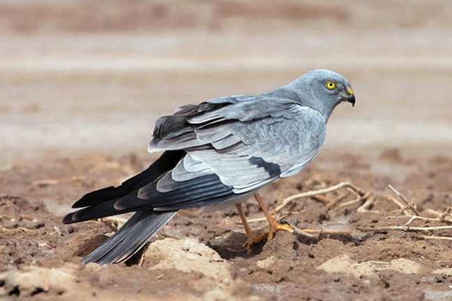 montagus-harrier-male-mk